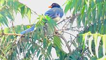 漂亮的红嘴蓝鹊吃野果，红嘴蓝鹊叫声