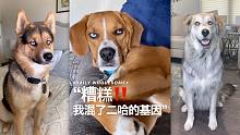 “糟糕‼️ 我混了二哈的基因！”