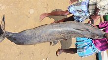 Fisherman Catch Big Fish Dolphin