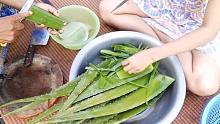 柬埔寨妹子把芦荟切片，然后熬汤喝
