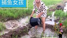 勤劳的农村女孩 在稻田里捕鱼 又大又滑