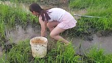 我的捕鱼生涯  小妹在农田里用古老的方式捕鱼