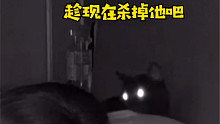震惊！我家猫夜深人静的时候居然对我做这种事