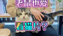 【自制】极度亢奋！！花枝鼠看到我在撸猫直接疯了？！