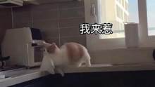 我只是想做家务，有什么错#曼基康矮脚 #短腿猫 #猫咪的迷惑行为 #猫 #萌宠 #家有傻猫