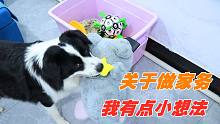 小狗子第一次做家务，什么都能听懂，就是不听你滴