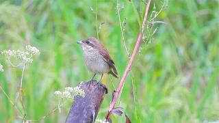 漂亮的虎紋伯勞，虎紋伯勞幼鳥