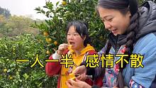 秋子带石三妹到冰糖橙果园摘果，两人一顿尝，实现一次冰糖橙自由