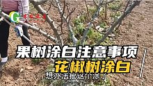 果树涂白，石硫合剂能不能代替涂白剂，花椒树堆个土堆不涂白行不