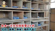 鸽舍大清理，消毒预防换巢，2个小时打扫出5桶鸽粪，种菜好肥料！