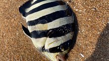 雷子赶海捡到搁浅的“斑马鱼”，还收获超大鬼面蟹
