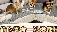 趁主人不在狗狗偷吃零食，造的满地都是一片狼藉，主人彻底崩溃了