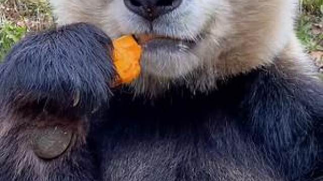 长得太大了,憨憨熊