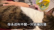 #猫咪睡觉姿势 真是我成功路上绊脚石呀!