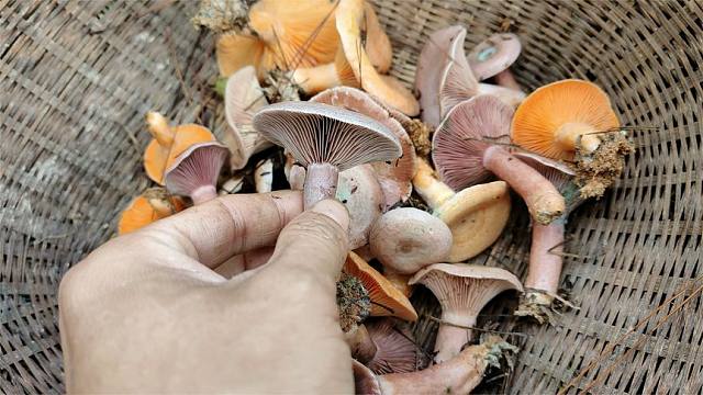 今天采到了我最爱吃的南瓜菌,网友说这是全网最干净最好看的菌子