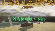动物园建造10：小老虎出生超可爱，河马栖地竣工！