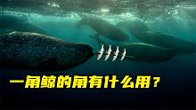 一角鲸的角到底是什么？每一只一角鲸的角，居然都是歪的！