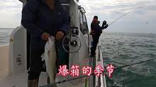 舟山海域鲈鱼泛滥，这个季节一不小心就爆箱，这样钓鱼不上瘾才怪