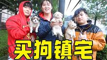 三小伙住别墅害怕，去狗市买狗来镇宅，三只花了150块，值不值？
