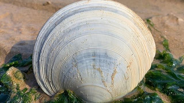 月亮贝就是这样找到的