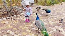 只要拿着小面包，孔雀们就会主动来和我玩耍！