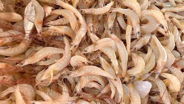 码头直达的海捕羊毛虾如今比淡水虾都还便宜,却还这么的深受喜欢