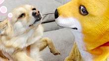 女主假扮“大黄狗”吓狗狗，狗狗受到惊吓，直接哭着喊妈妈！搞笑
