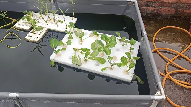 水上种菜第四天,来看看菜长多大了?天气