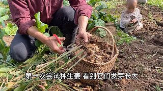 VLOG挖生姜｜拔蘿卜｜收種子    田園生活，治愈我們，也是我們想給娃的童年