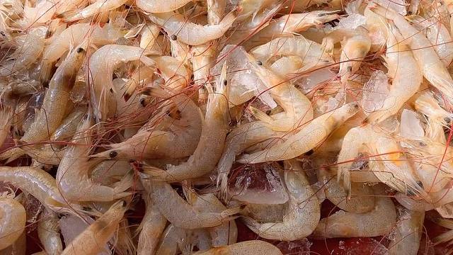 极其罕见的羊毛虾它又来啦,虾壳薄去面膜扒虾仁真的太出肉啦