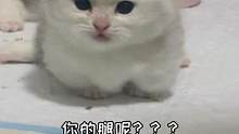 惹毛我的话，我就跳起来打你脚后跟#曼基康矮脚 #短腿猫 #萌宠 #米努特矮脚猫 #猫