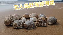 海螺岛不仅有大海螺，还发现有马粪海胆，赶海收获真不错