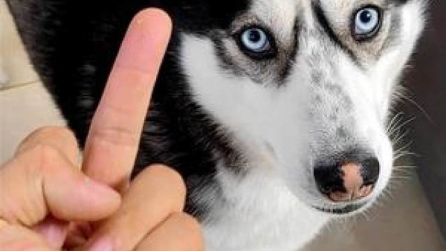 对狗狗竖中指,狗狗会是啥反应?