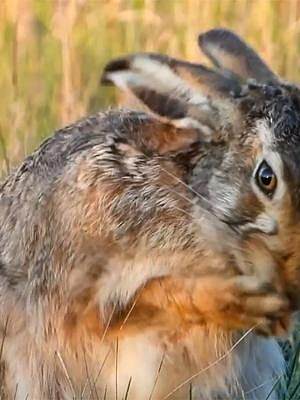 好大一只野兔子，体形比家兔巨大，灰色的颜色很难发现！