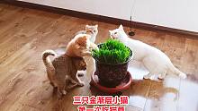搬新家后小猫第一次吃猫草，有只懵了：铲屎官的房贷要我吃草还吗