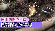 大叔验证网上流传的挖冬笋口诀，看看到底是不是真的，大家来看看