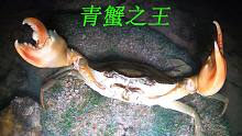 退潮后阿平赶海抓到一只大青蟹，之后还抓了石头鱼和蜘蛛螺