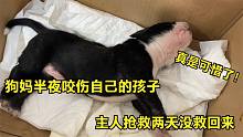 狗妈半夜咬伤自己的孩子，主人抢救两天没救活，埋葬一幕让人心酸