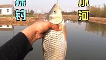 快乐垂钓乡村小河大鲤鱼