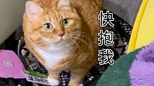 谁会拒绝这样一只楚楚可怜的小橘猫呢？