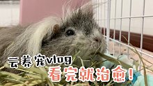 在家养一个迷你动物园能有多快乐？！【云养宠vlog】