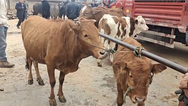 农村老人看上子母对土杂,要价一万四牛贩撮合下一万三成交划算吗