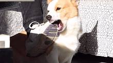 【柯基犬】护食咬人的小柯基开始上课，一节课废掉一双鞋！