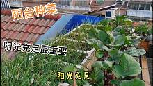 为啥你在阳台种菜总是长不好？除了水和肥料，阳光最重要！