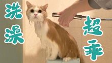 长毛猫洗澡麻烦？DD洗澡超乖的！【奶油管家】