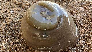 大海退潮后，大齐赶海发现一根30公分的大海葵，还有海笔