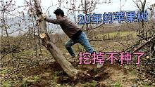 20多年的苹果树砍掉不种了，果农的心酸谁人知，无奈啊