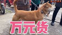 黄狗白面，千金不换！狗市遇到了一条还是万元货配一次种都要800
