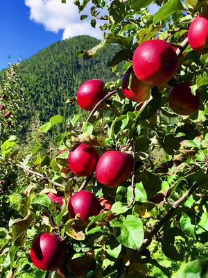 林芝苹果被誉为喜马拉雅水果海拔3500米离天最近的苹果新鲜苹果即将