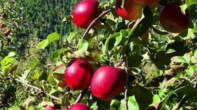 林芝苹果被誉为喜马拉雅水果海拔3500米离天最近的苹果新鲜苹果即将